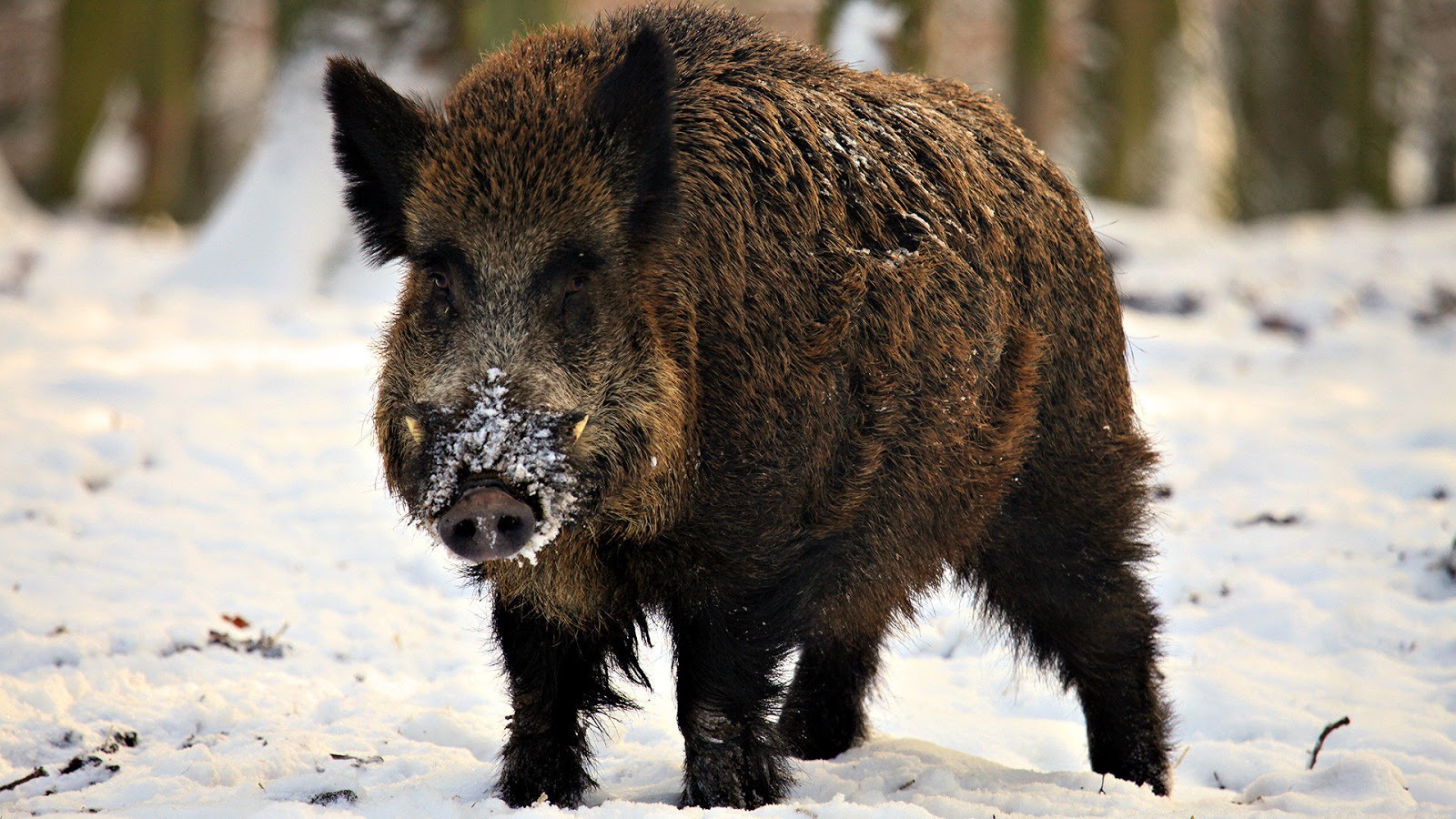 Sanglier