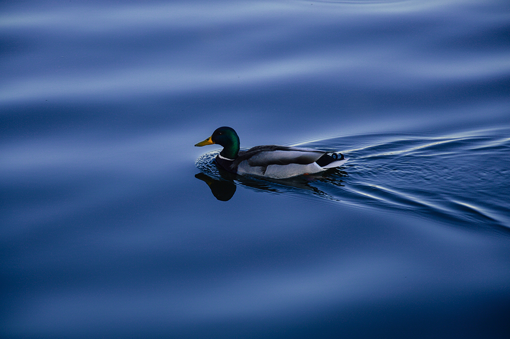 Waterfowl