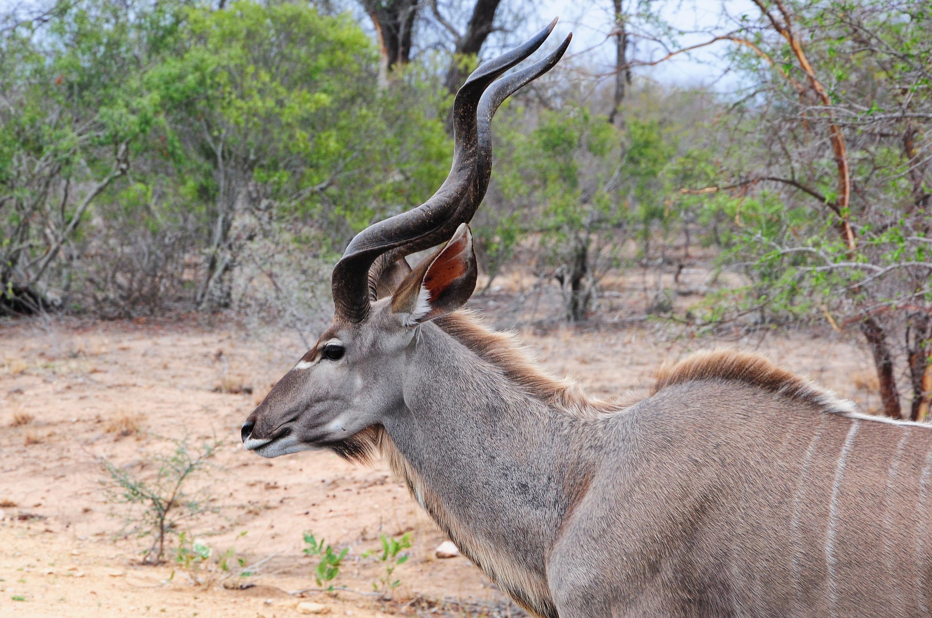 Kudu