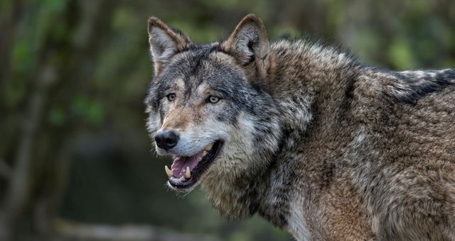 La chasse aux loups est ouverte en Suede