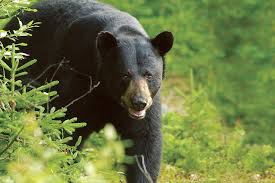 Pour certains chasseurs c’est l’ouverture de la chasse à l’ours