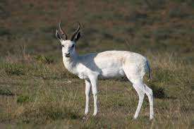 Springbok blanc
