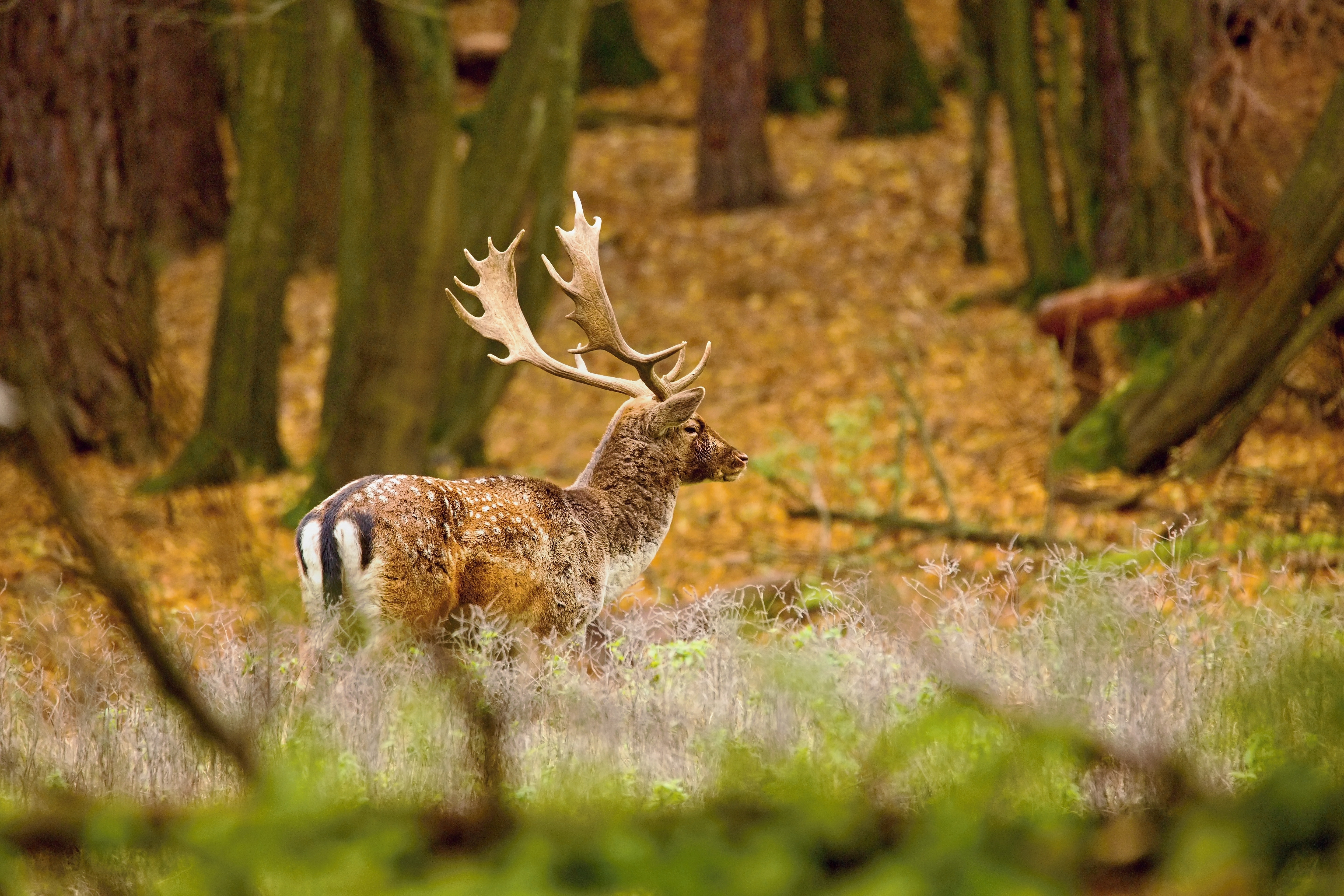 wwf et chasse au trophée