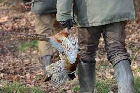 Chasse Oiseau en Battue